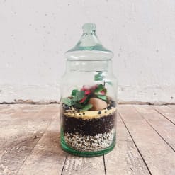 Terrario Cerrado Pequeño